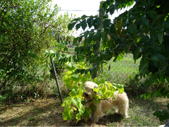 Weintrauben mit Hund